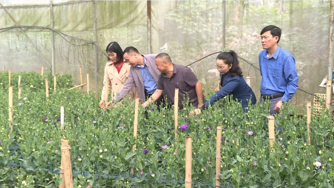 Làng hoa Thạc Quả vào xuân