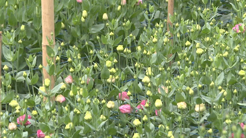 Làng hoa Thạc Quả vào xuân