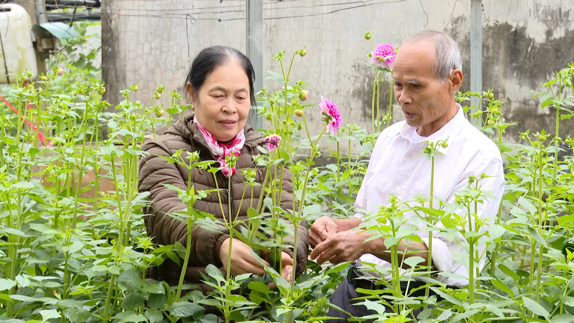 Những cựu chiến binh gắn bó với nghề trồng hoa Tết