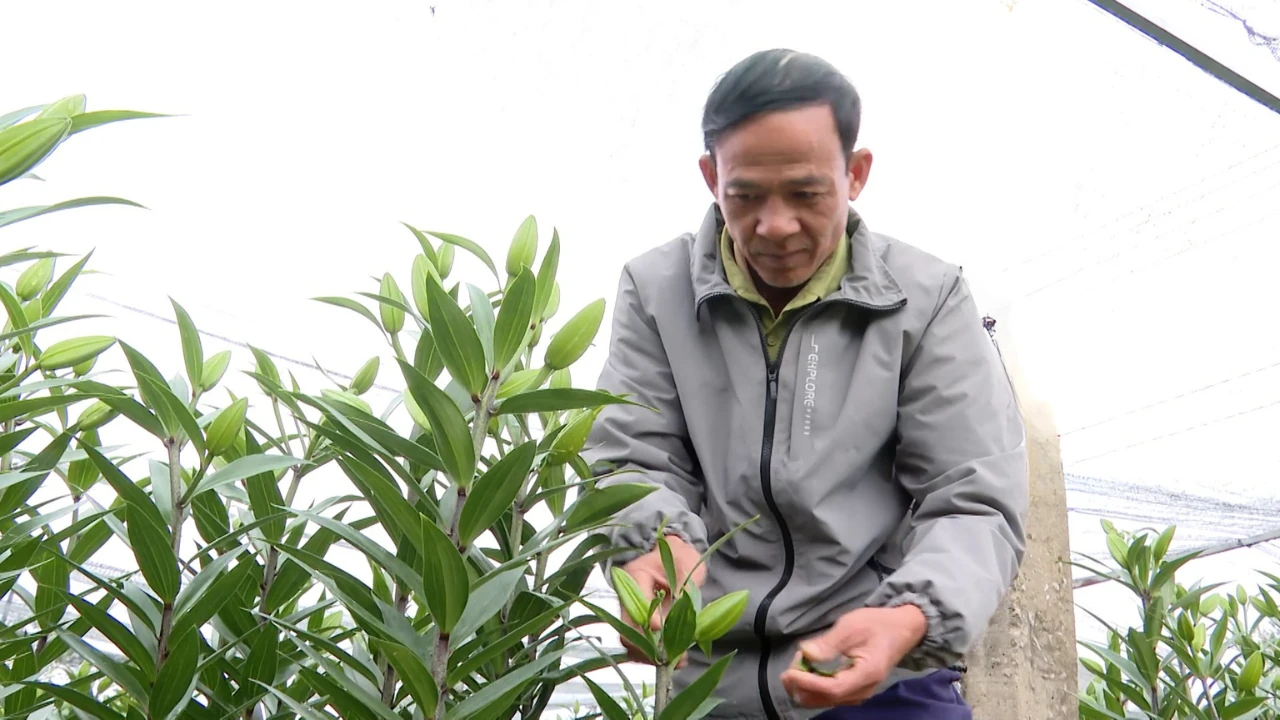 Những cựu chiến binh gắn bó với nghề trồng hoa Tết