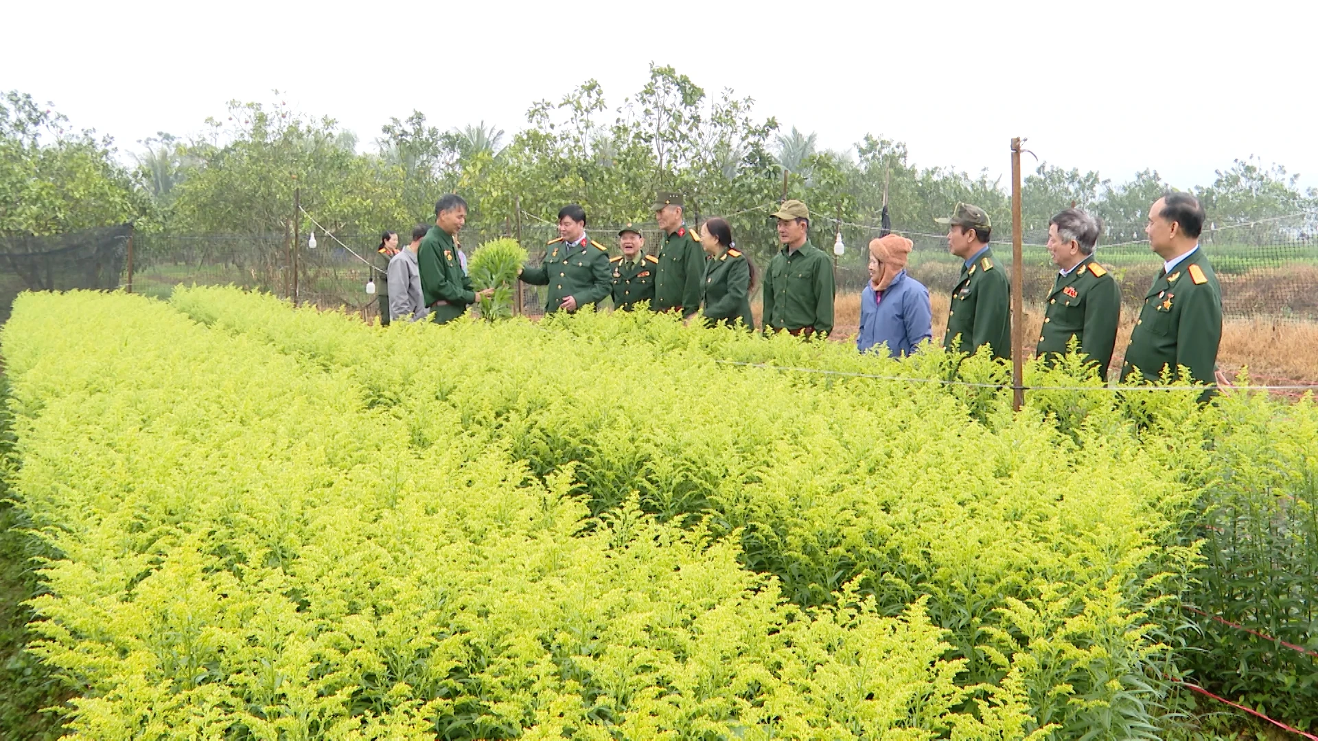 Những cựu chiến binh gắn bó với nghề trồng hoa Tết
