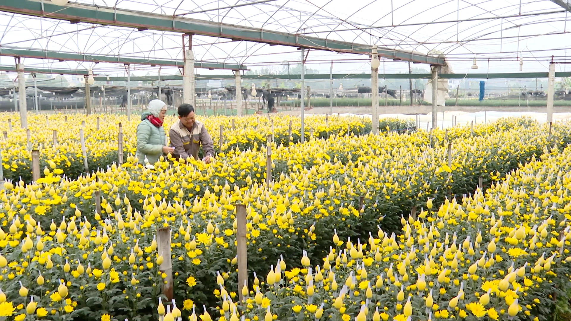 Những cựu chiến binh gắn bó với nghề trồng hoa Tết