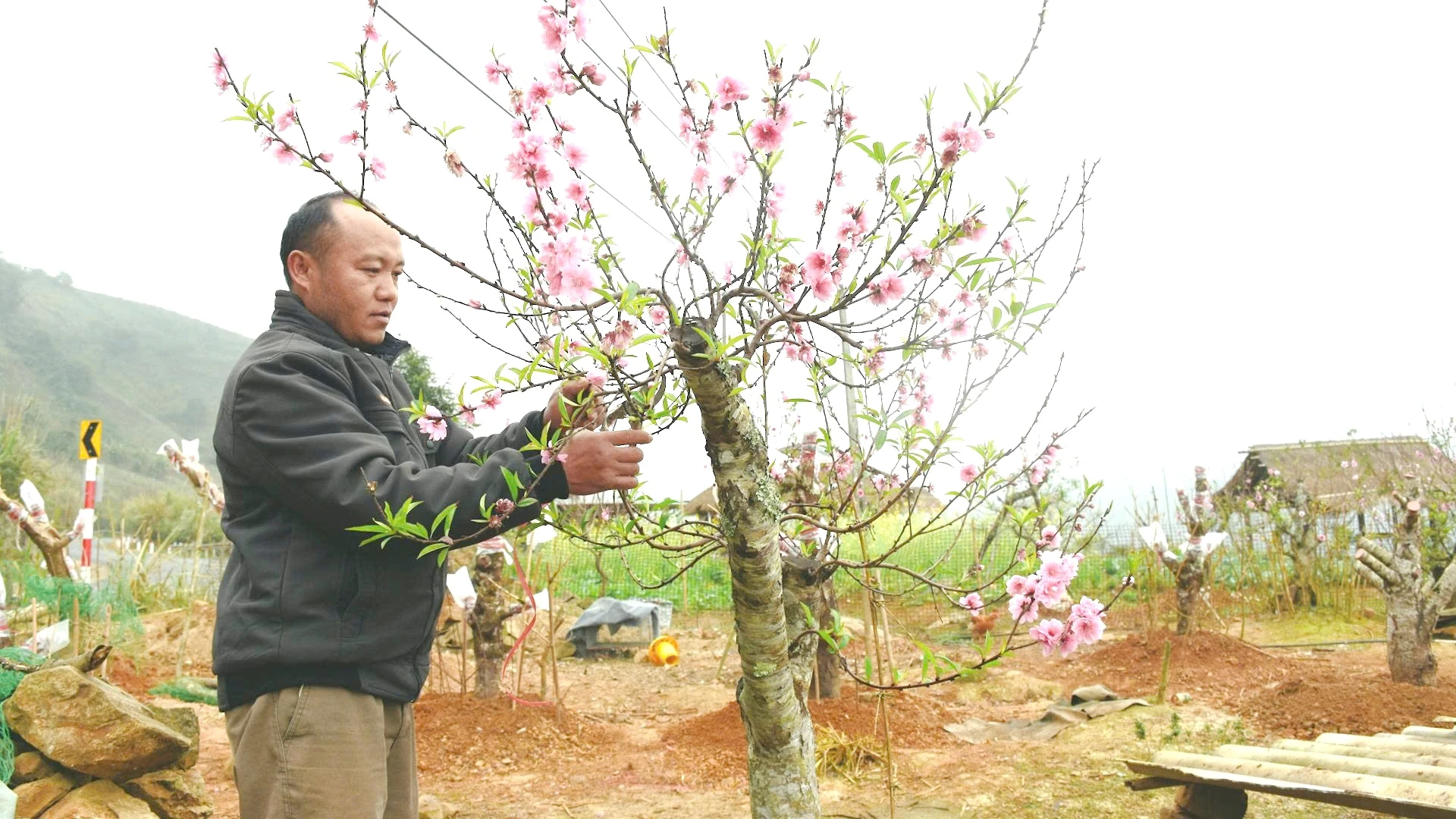Hoa đất vào xuân