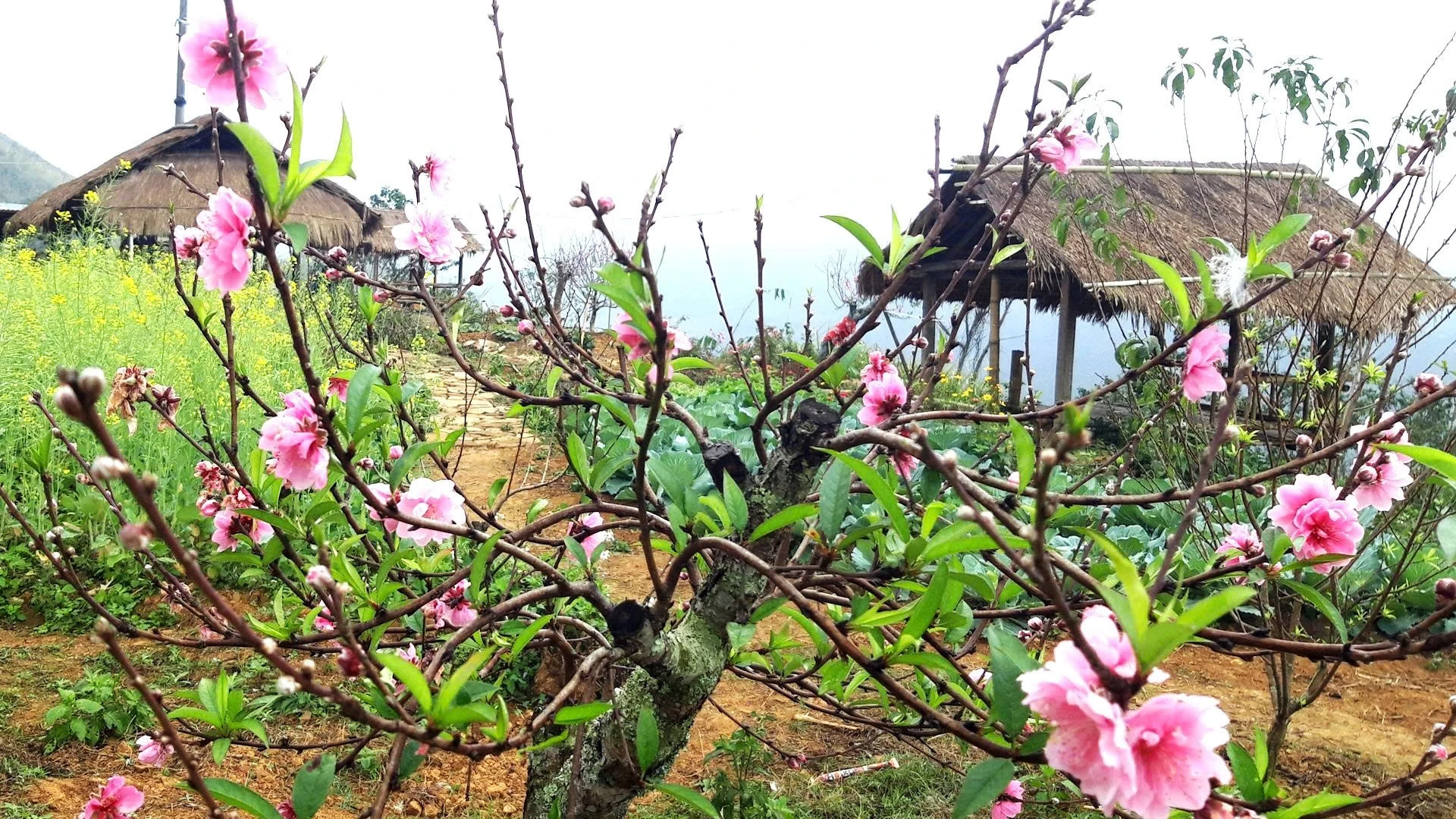 Hoa đất vào xuân