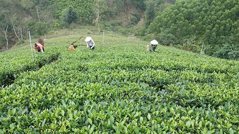 Chè Bình Sơn rộn ràng đón tết