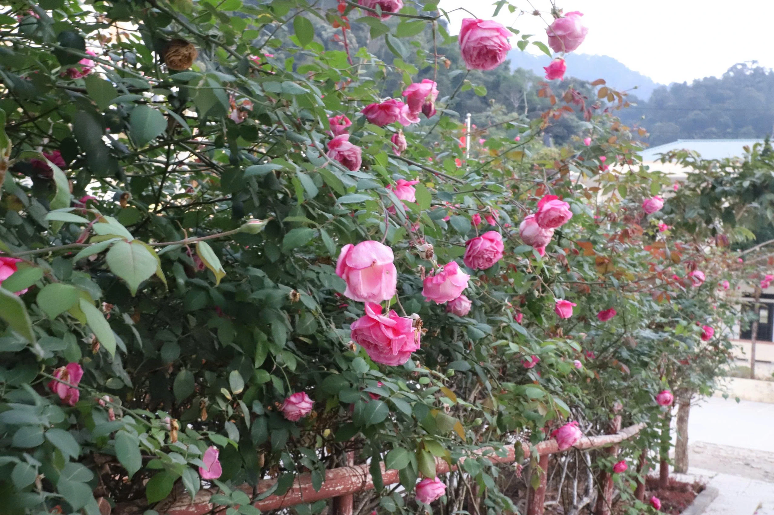 Đẹp ngỡ ngàng giàn hồng cổ Sapa ở ngôi trường vùng biên