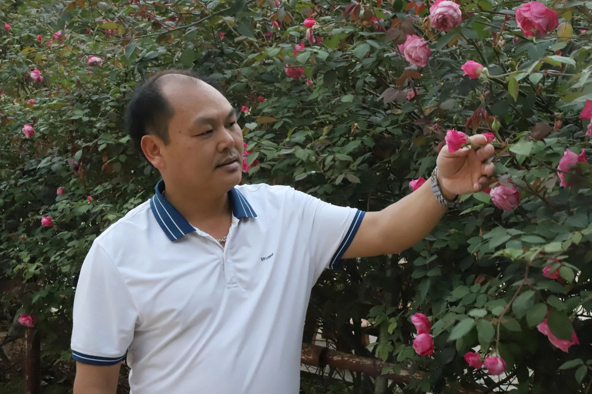 Đẹp ngỡ ngàng giàn hồng cổ Sapa ở ngôi trường vùng biên