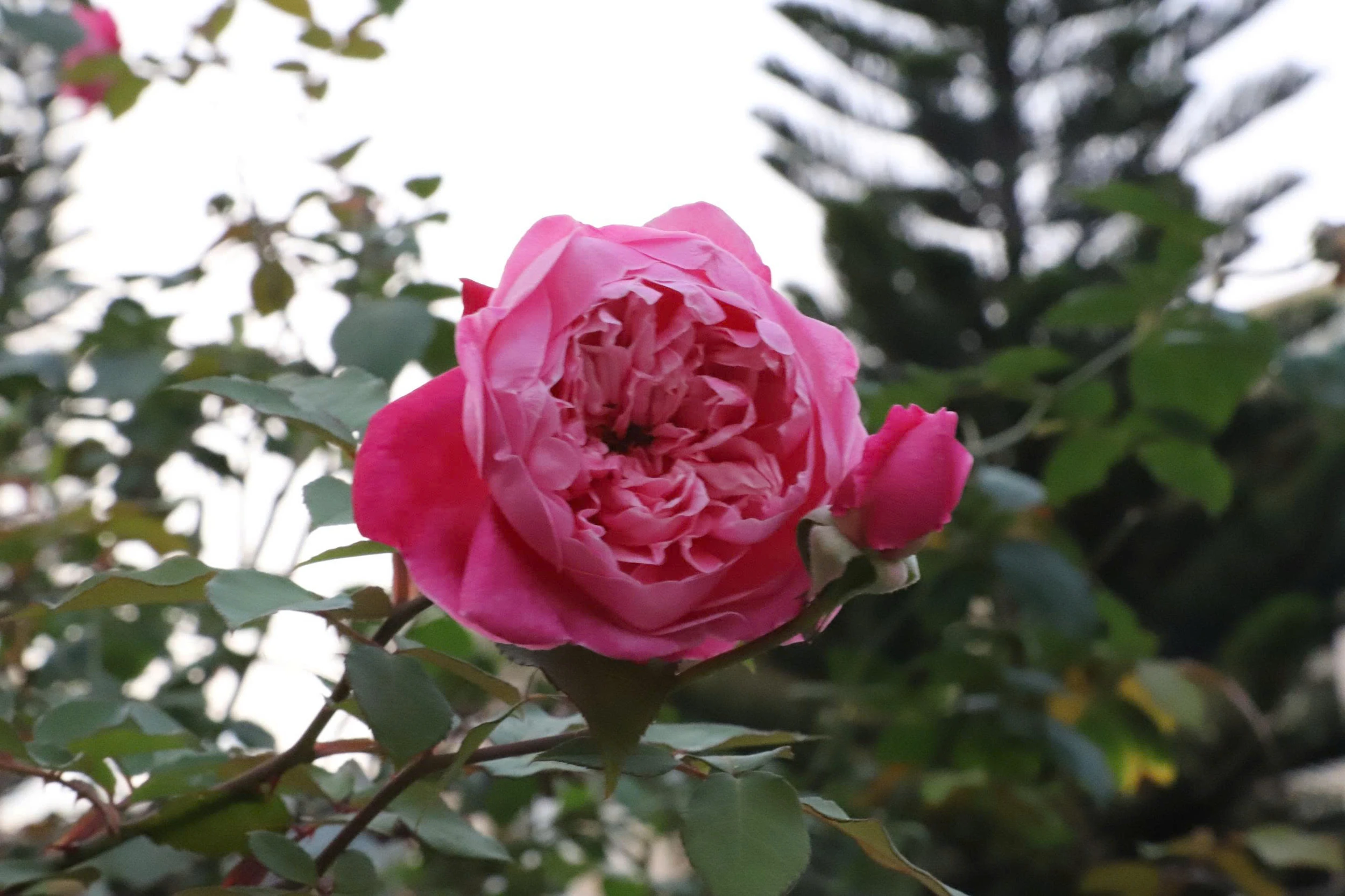 Đẹp ngỡ ngàng giàn hồng cổ Sapa ở ngôi trường vùng biên