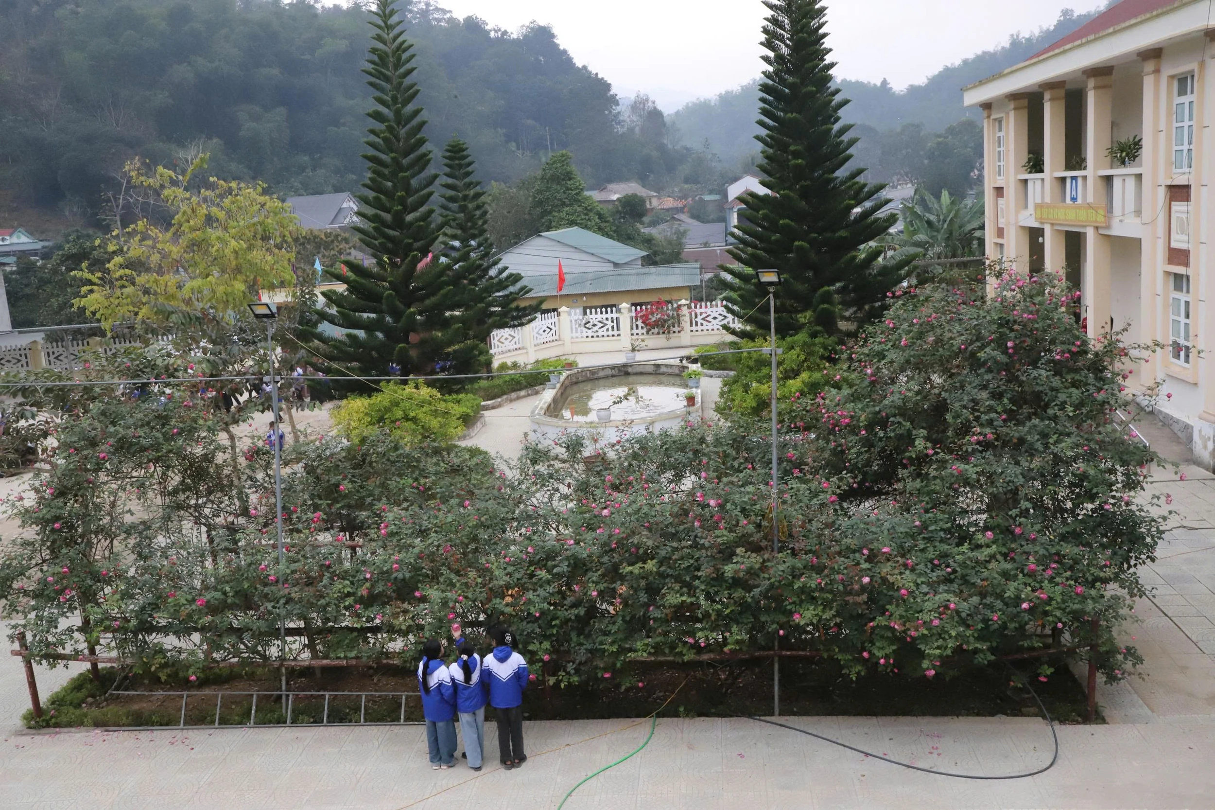 Đẹp ngỡ ngàng giàn hồng cổ Sapa ở ngôi trường vùng biên