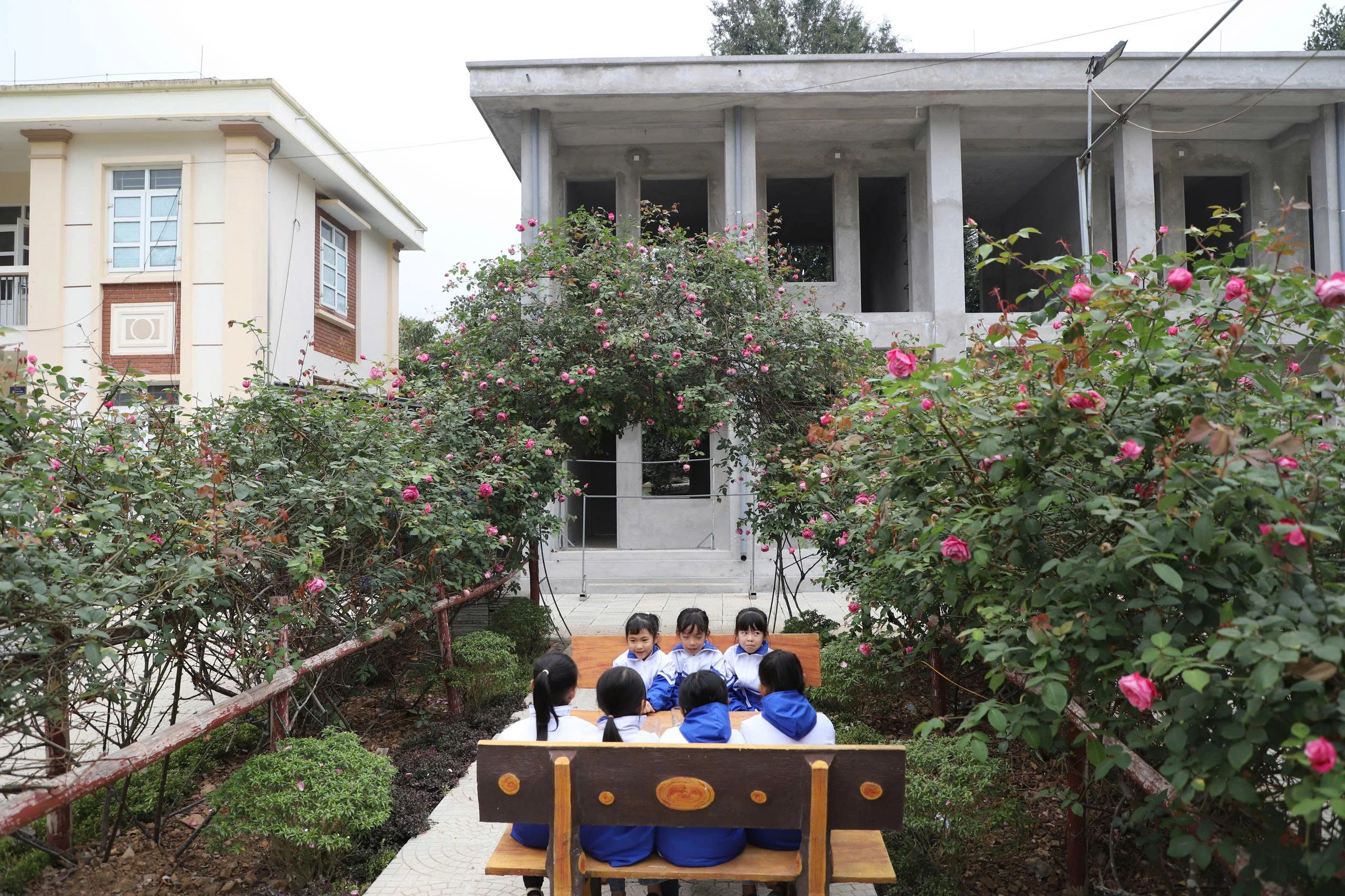 Đẹp ngỡ ngàng giàn hồng cổ Sapa ở ngôi trường vùng biên