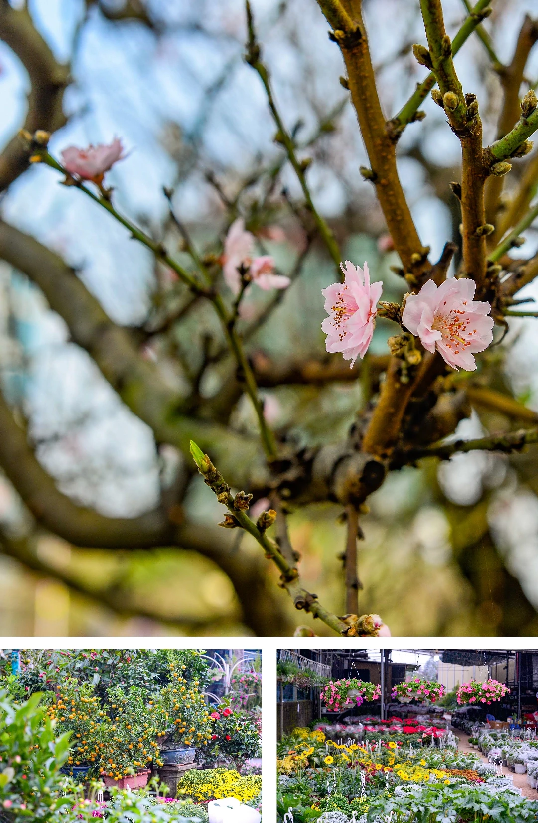 [E-Magazine] Nẻo về chợ Tết