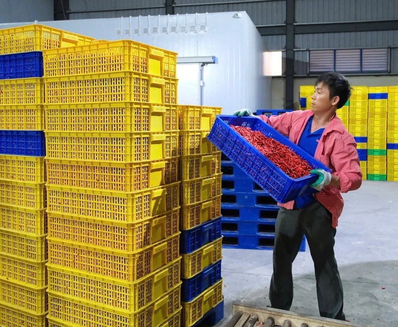 Lao động thời vụ dịp Tết: Thu nhập lên đến hàng chục triệu đồng