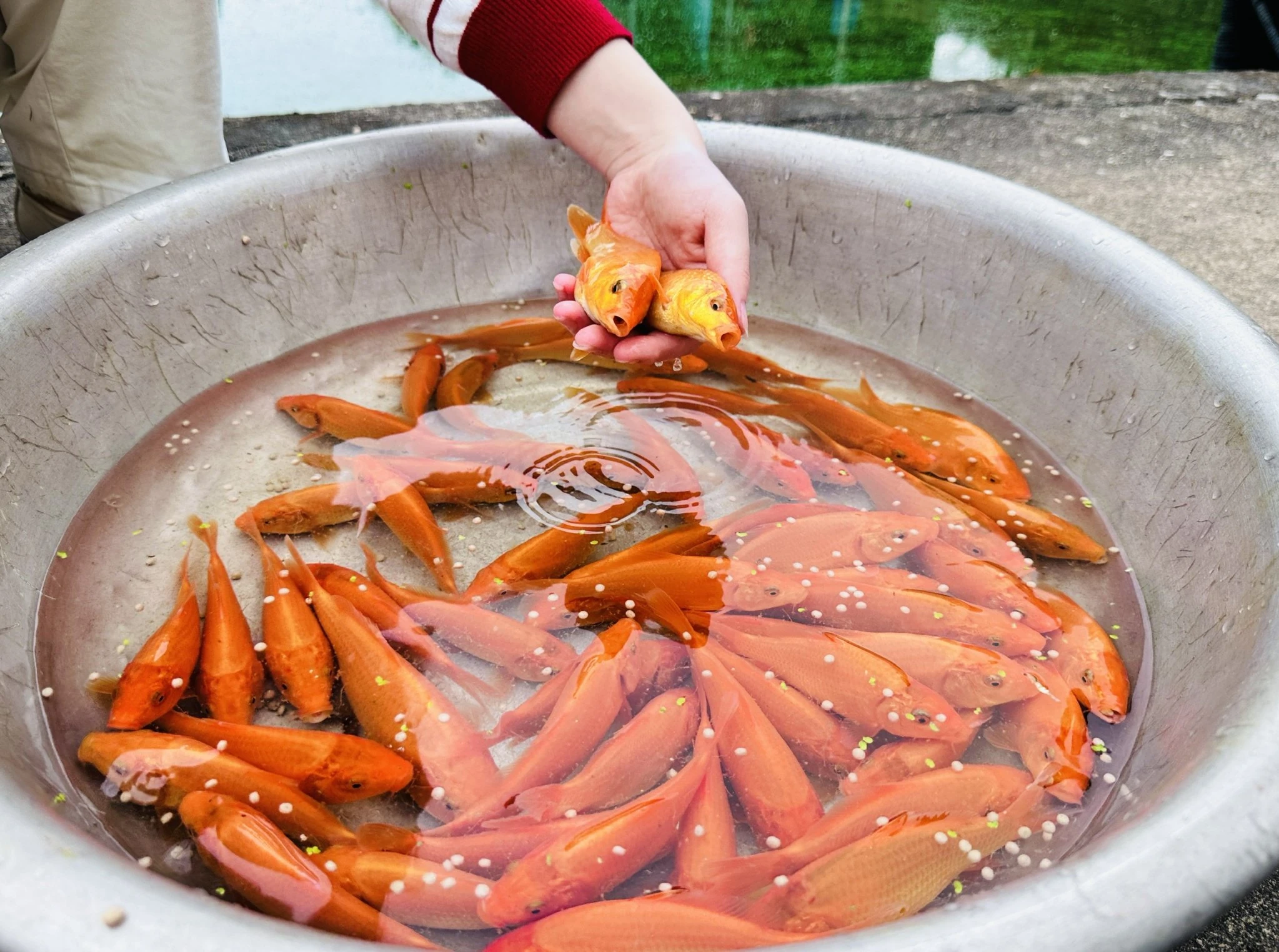 Giữ gìn hồn Việt trong sắc đỏ cá chép