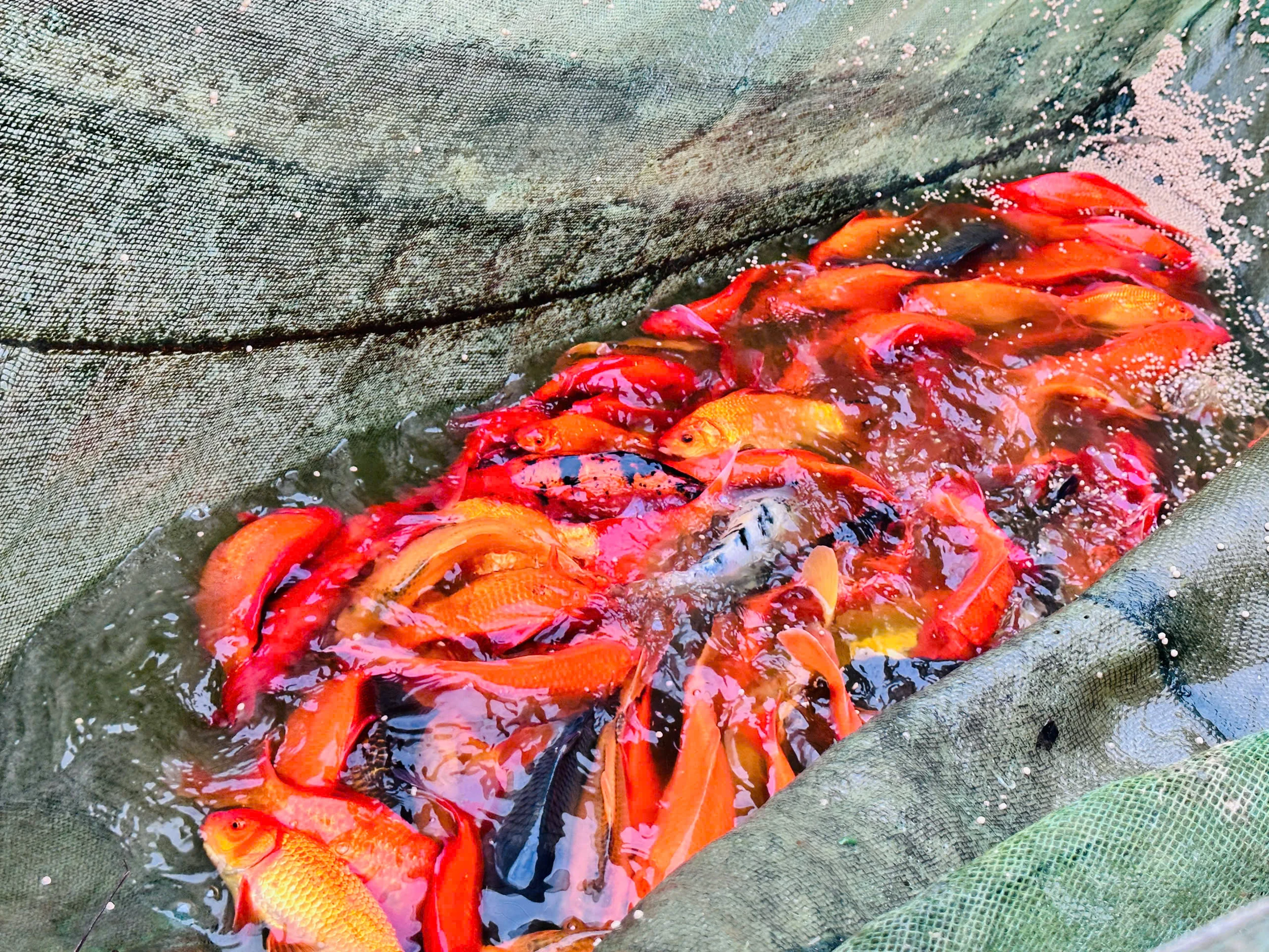 Giữ gìn hồn Việt trong sắc đỏ cá chép