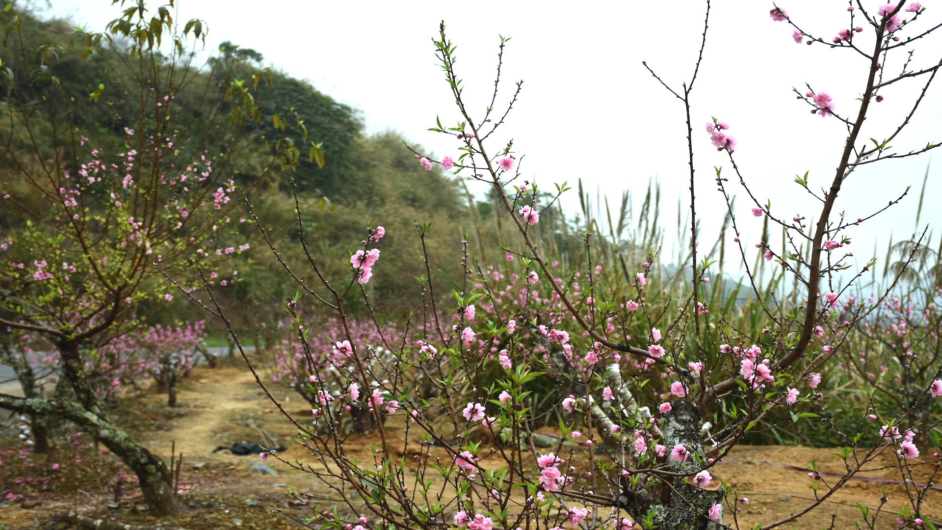 Sắc đào gọi xuân về vùng cao xứ Thanh