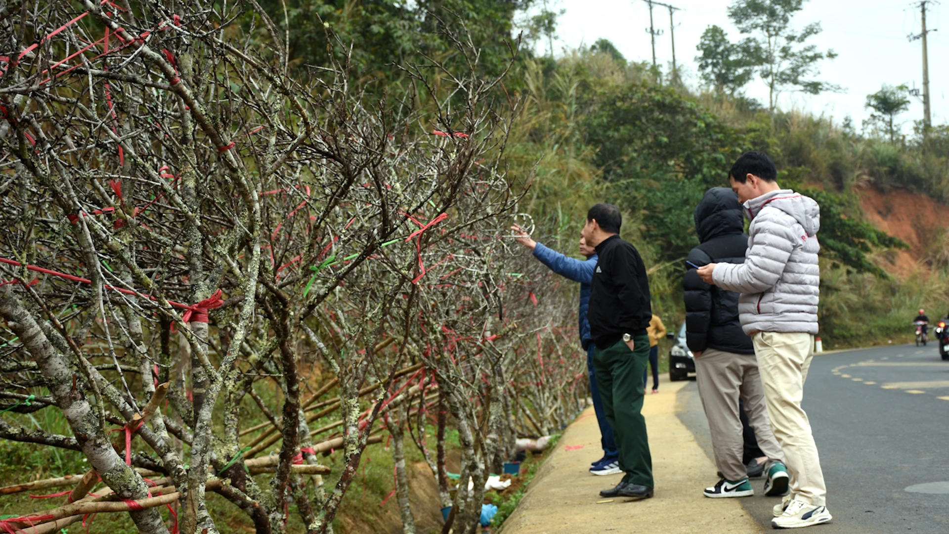 Sắc đào gọi xuân về vùng cao xứ Thanh