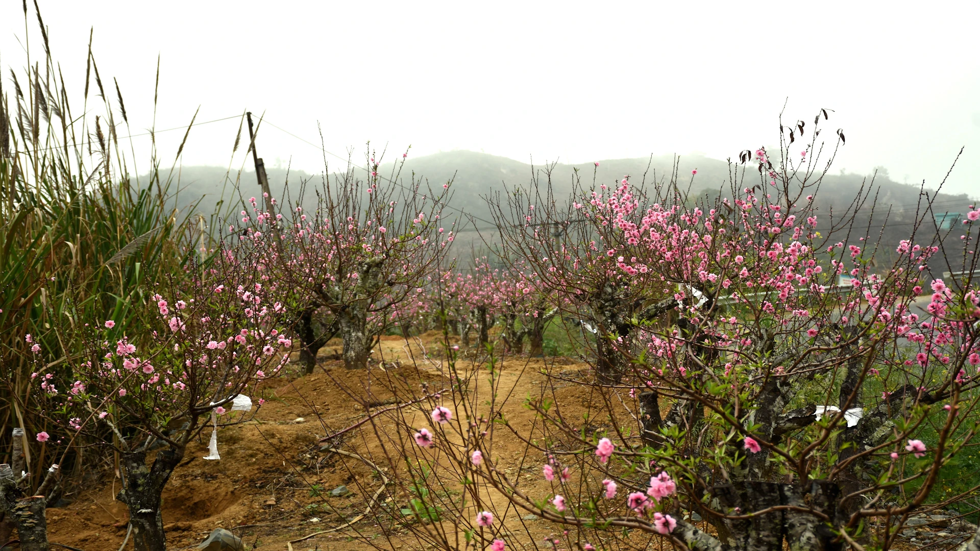 Sắc đào gọi xuân về vùng cao xứ Thanh