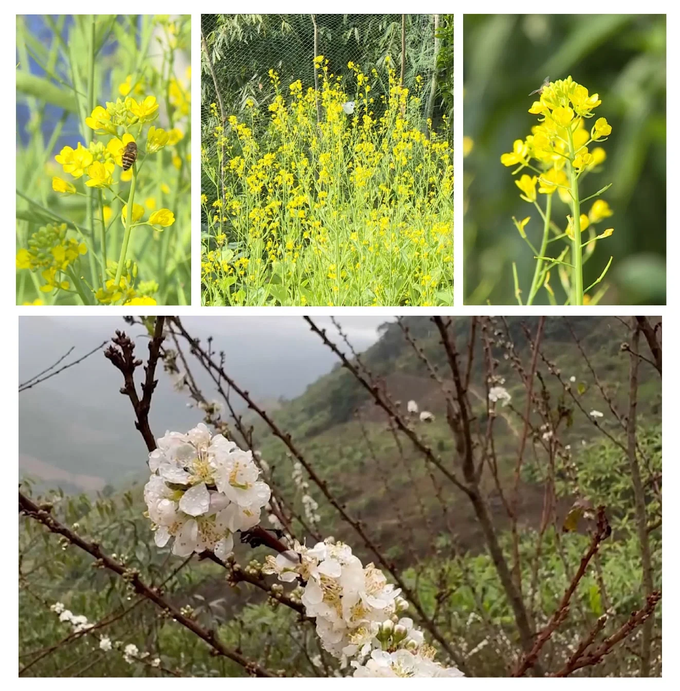 [E-Magazine]: Rộn ràng Tết bản Thái