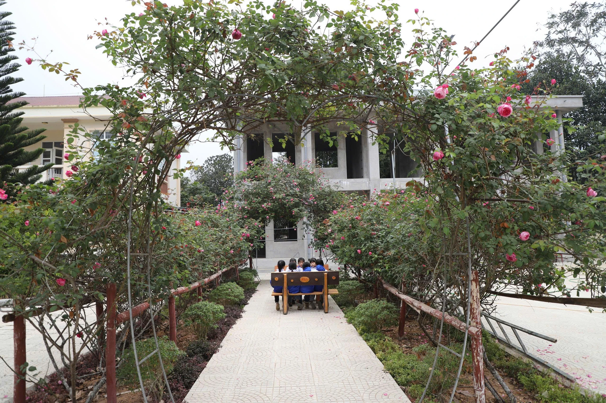 Đẹp ngỡ ngàng giàn hồng cổ Sapa ở ngôi trường vùng biên