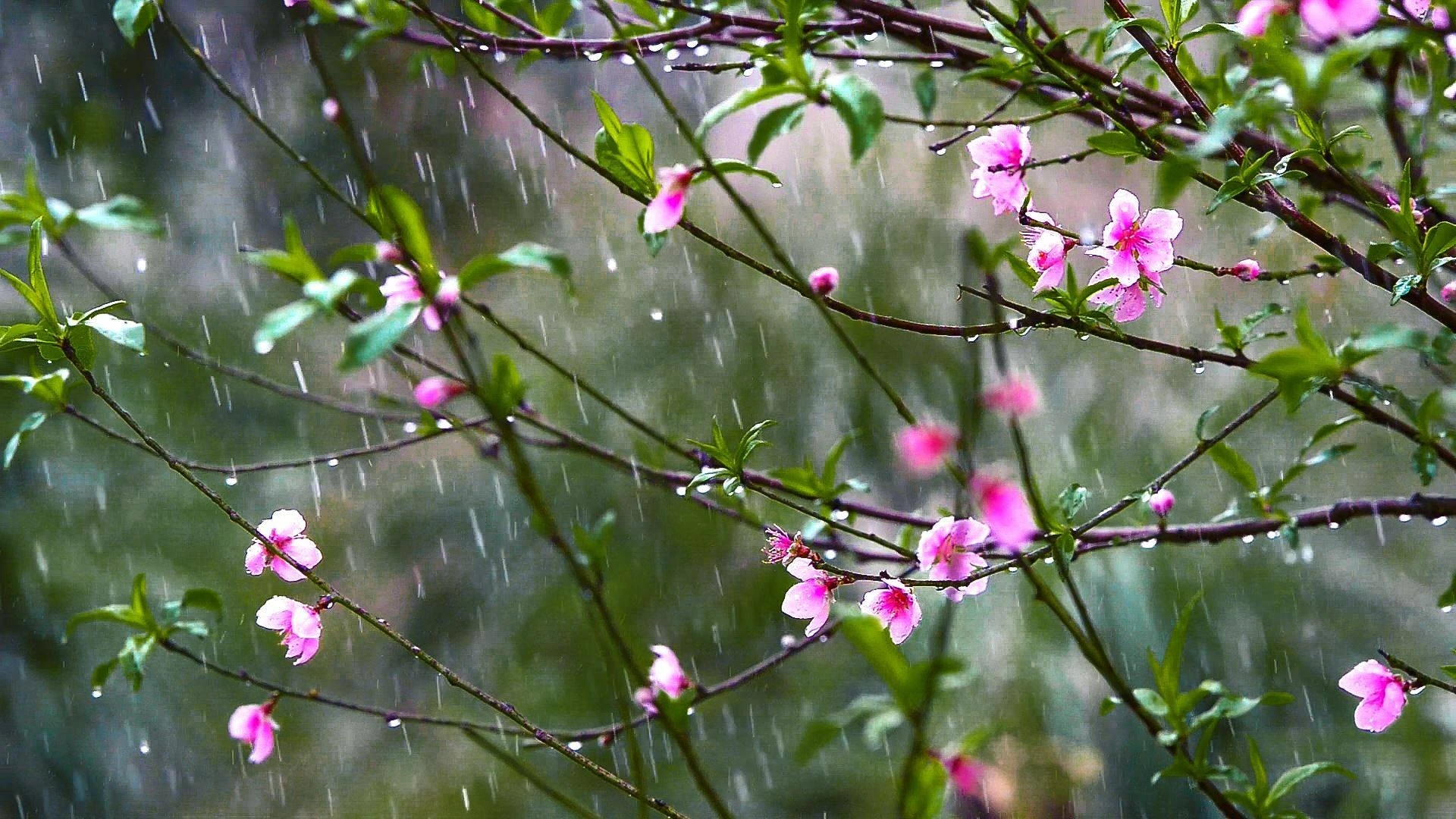 Hương tháng Giêng