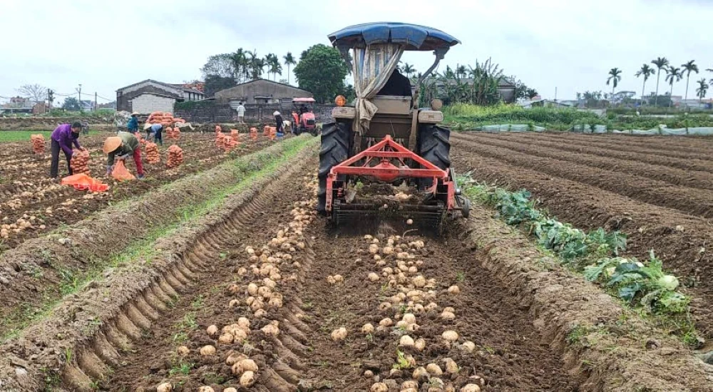 Nông dân Nga Sơn được mùa khoai tây vụ Đông