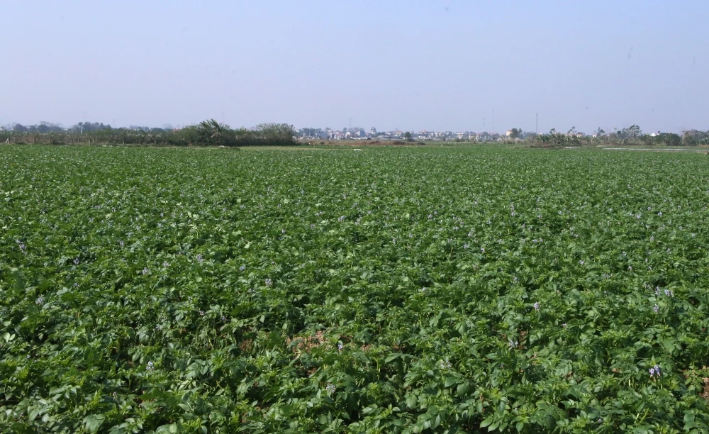 Nông dân Nga Sơn được mùa khoai tây vụ Đông