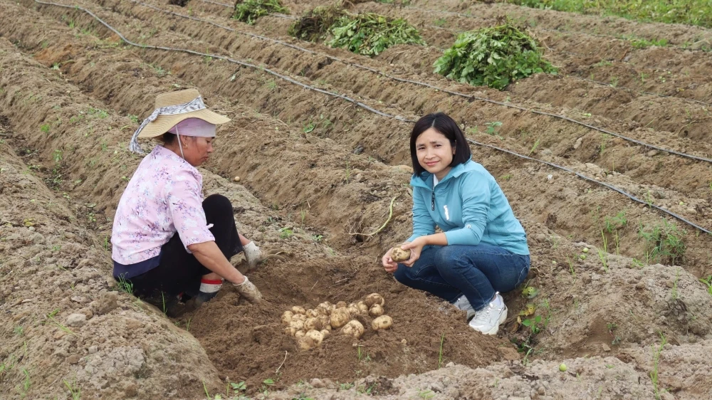 Nông dân Nga Sơn được mùa khoai tây vụ Đông