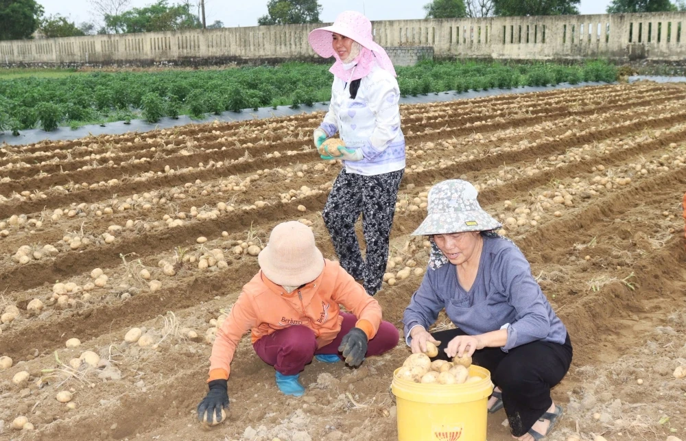 Nông dân Nga Sơn được mùa khoai tây vụ Đông