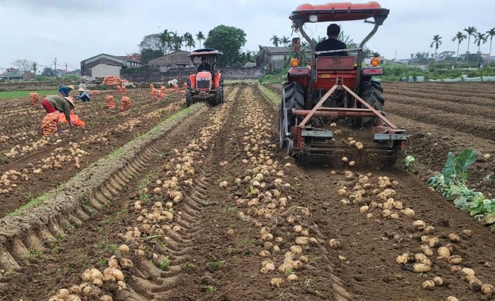 Nông dân Nga Sơn được mùa khoai tây vụ Đông