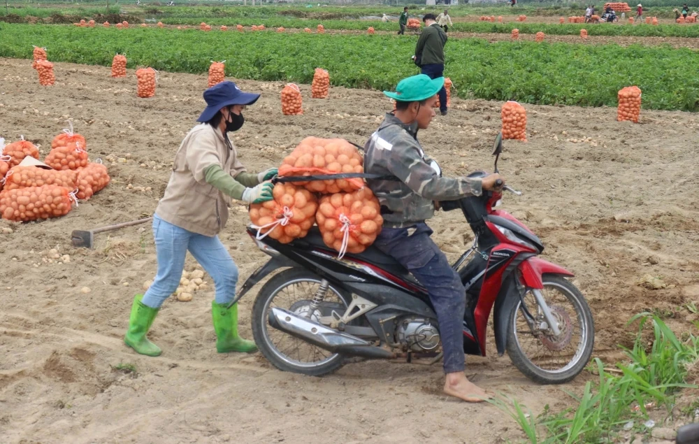 Nông dân Nga Sơn được mùa khoai tây vụ Đông