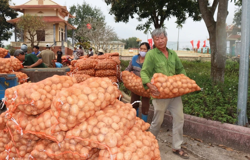Nông dân Nga Sơn được mùa khoai tây vụ Đông