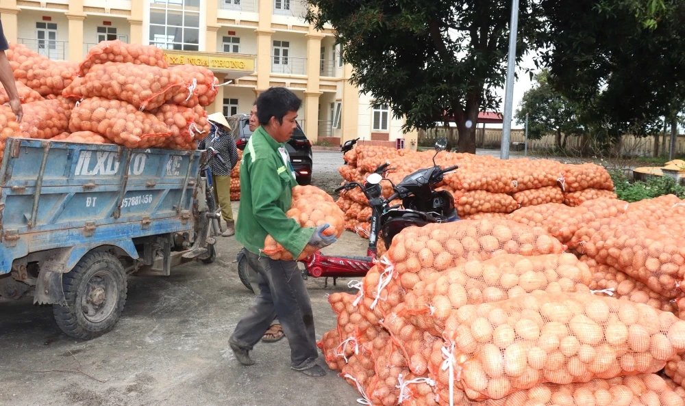 Nông dân Nga Sơn được mùa khoai tây vụ Đông