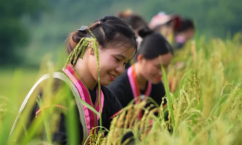 Xuân về trên bản làng Khơ Mú