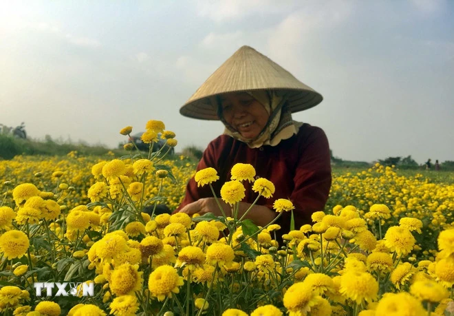 Nghĩa Trai - Làng dược liệu độc nhất vô nhị ở Việt Nam