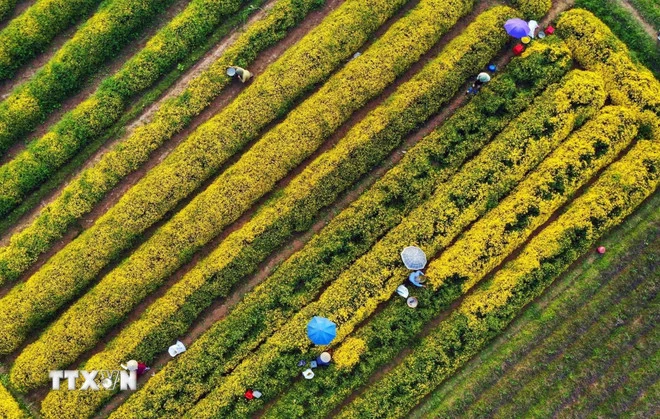 Nghĩa Trai - Làng dược liệu độc nhất vô nhị ở Việt Nam