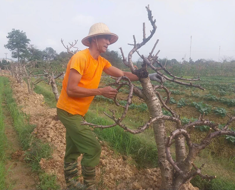 Đào, quất trở lại vườn