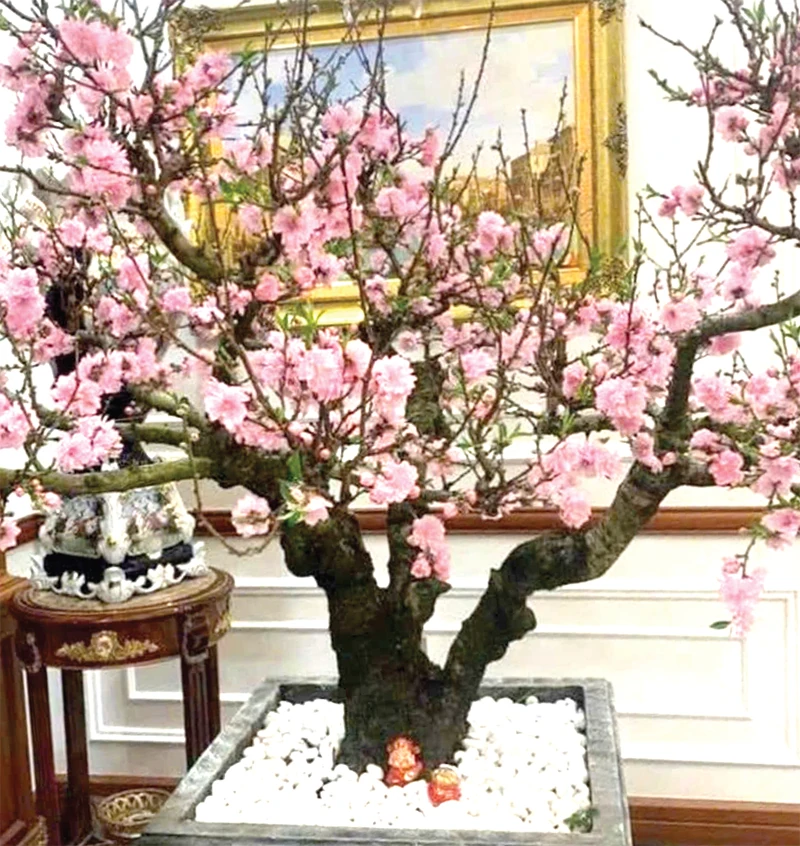 Đào, quất trở lại vườn