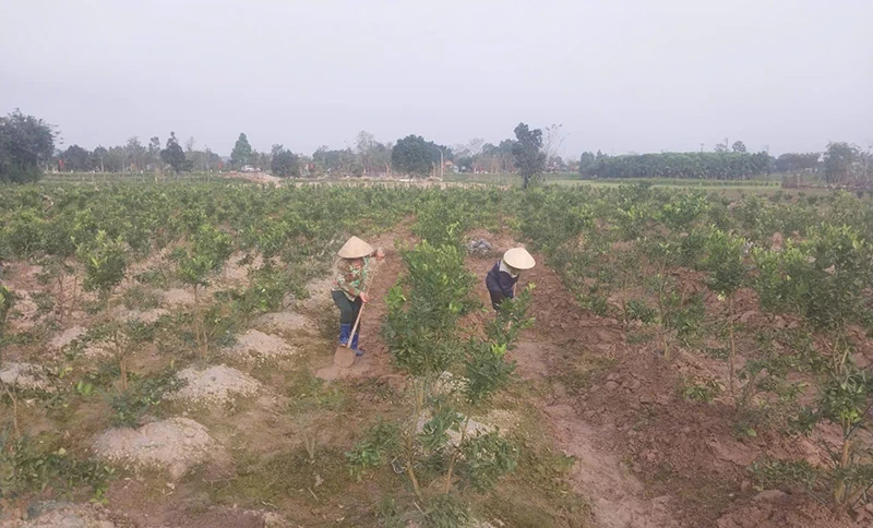 Đào, quất trở lại vườn