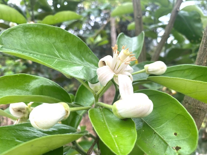 Nhành xuân khẽ cựa mình