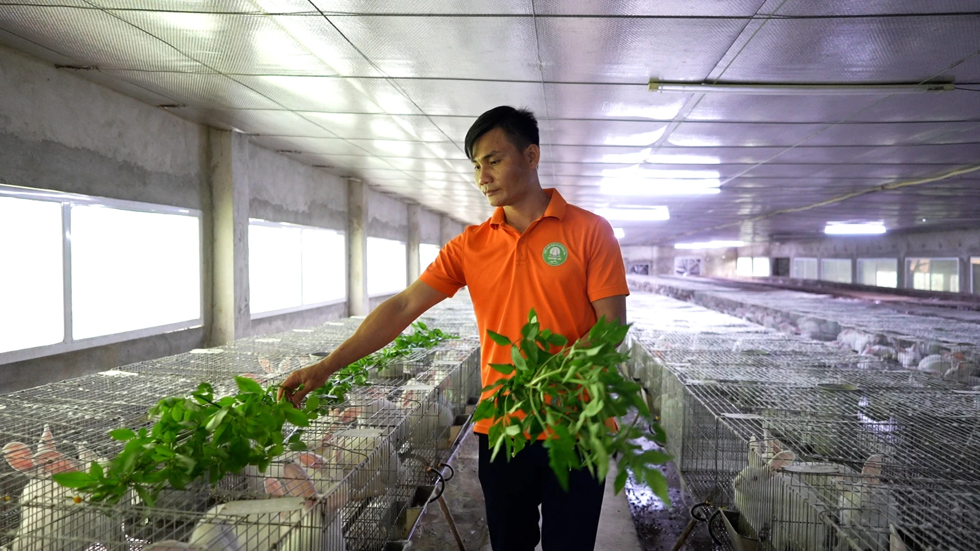 Làm giàu từ nghề nuôi thỏ ở vùng cao Thanh Hóa