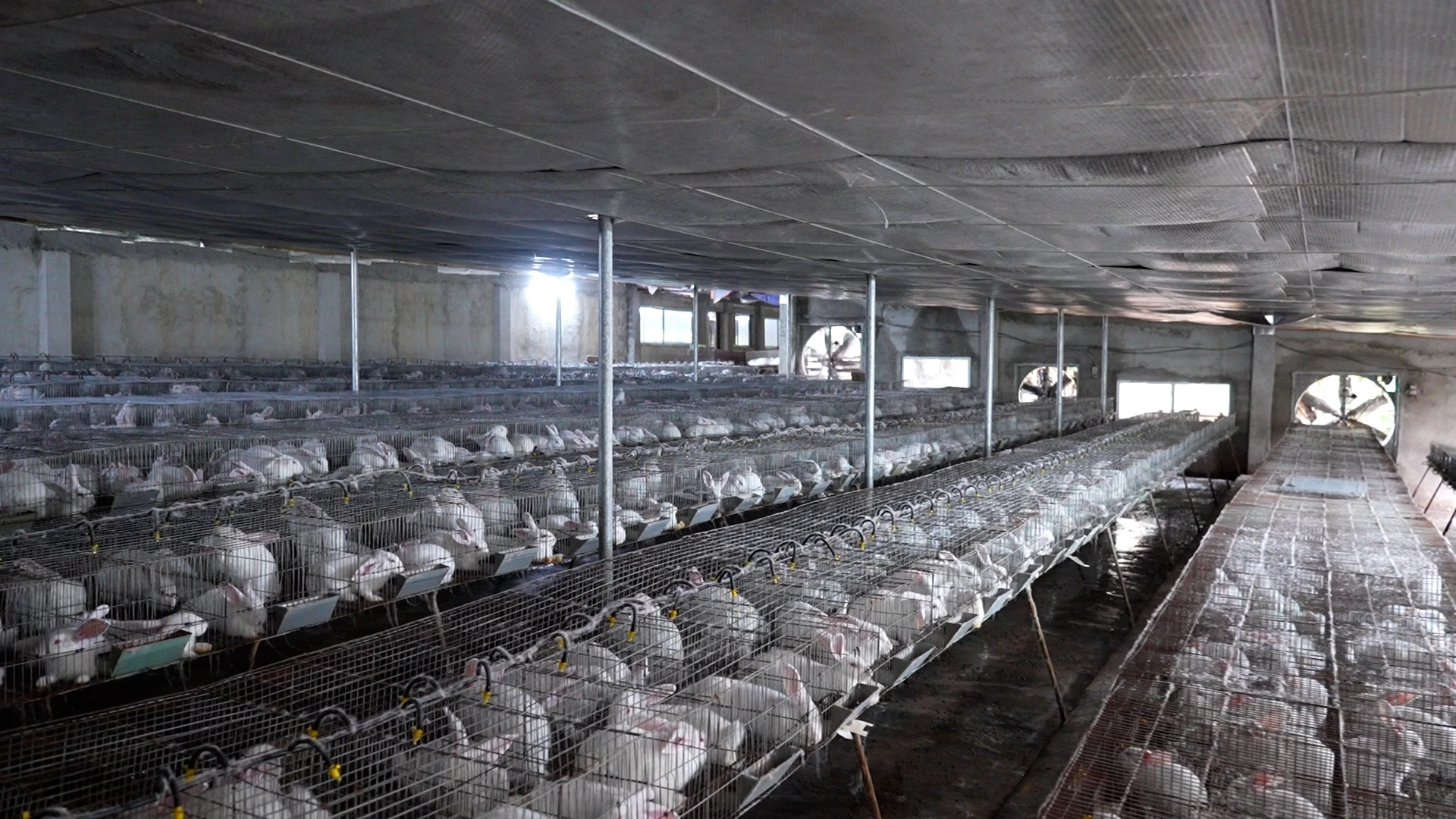 Làm giàu từ nghề nuôi thỏ ở vùng cao Thanh Hóa