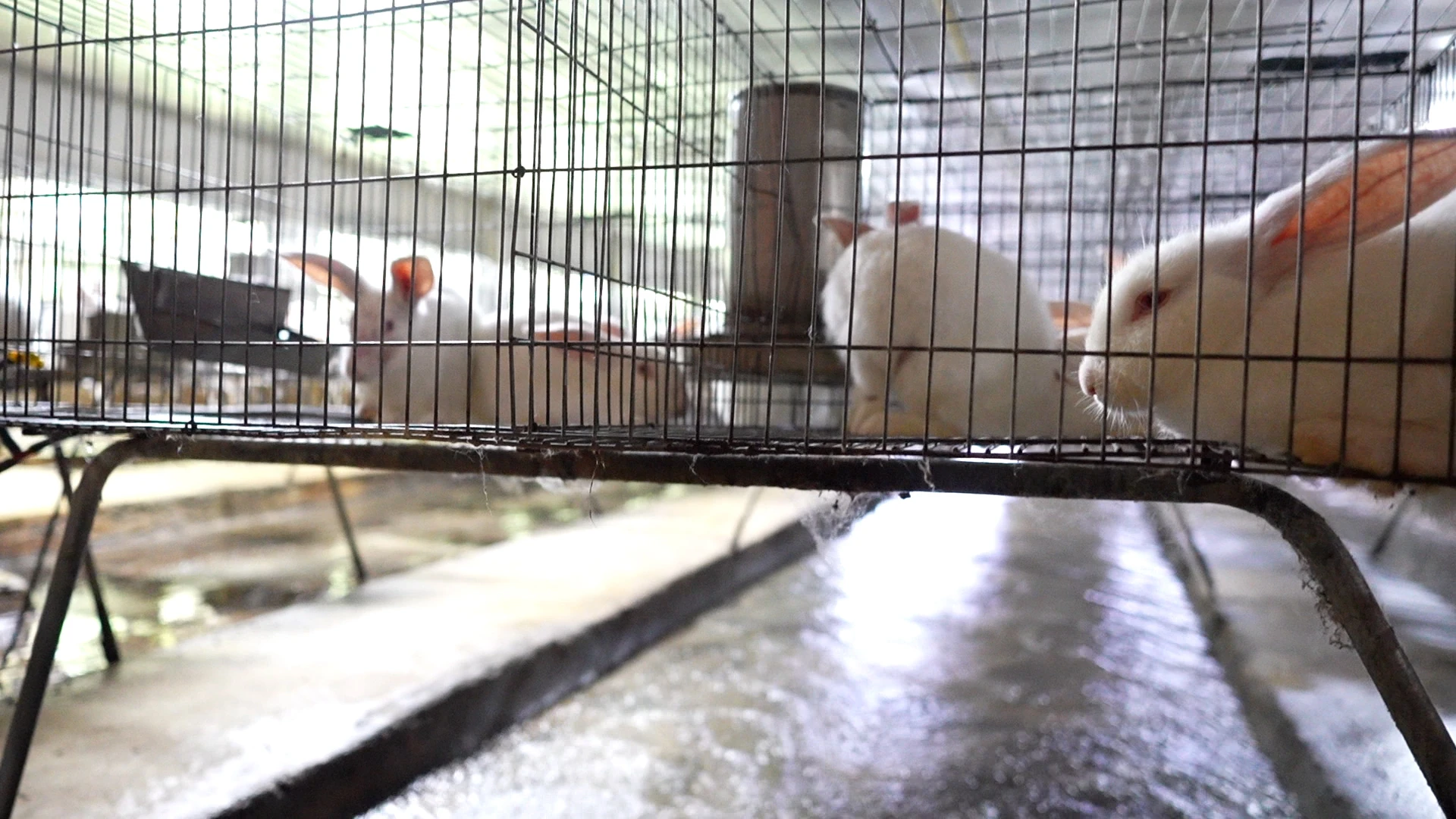 Làm giàu từ nghề nuôi thỏ ở vùng cao Thanh Hóa