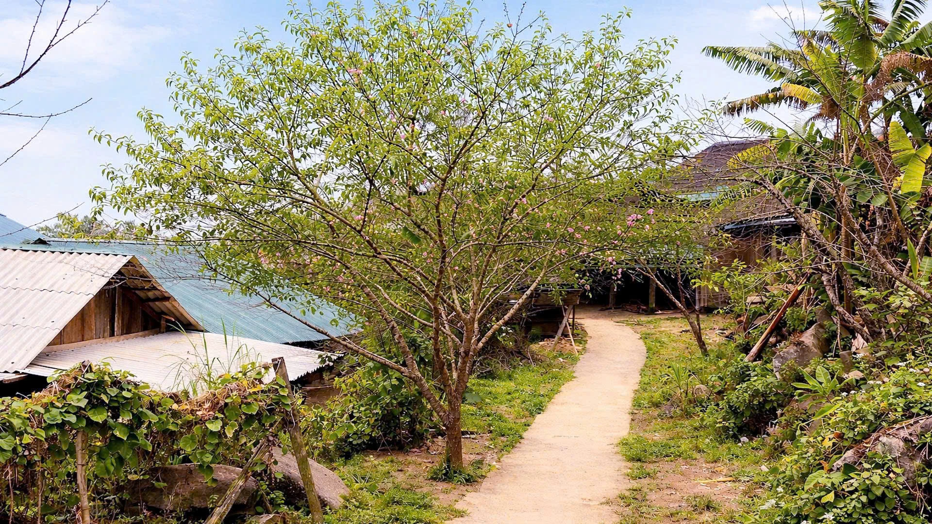 Những “cây đại thụ” giữa bản làng ở Nhi Sơn