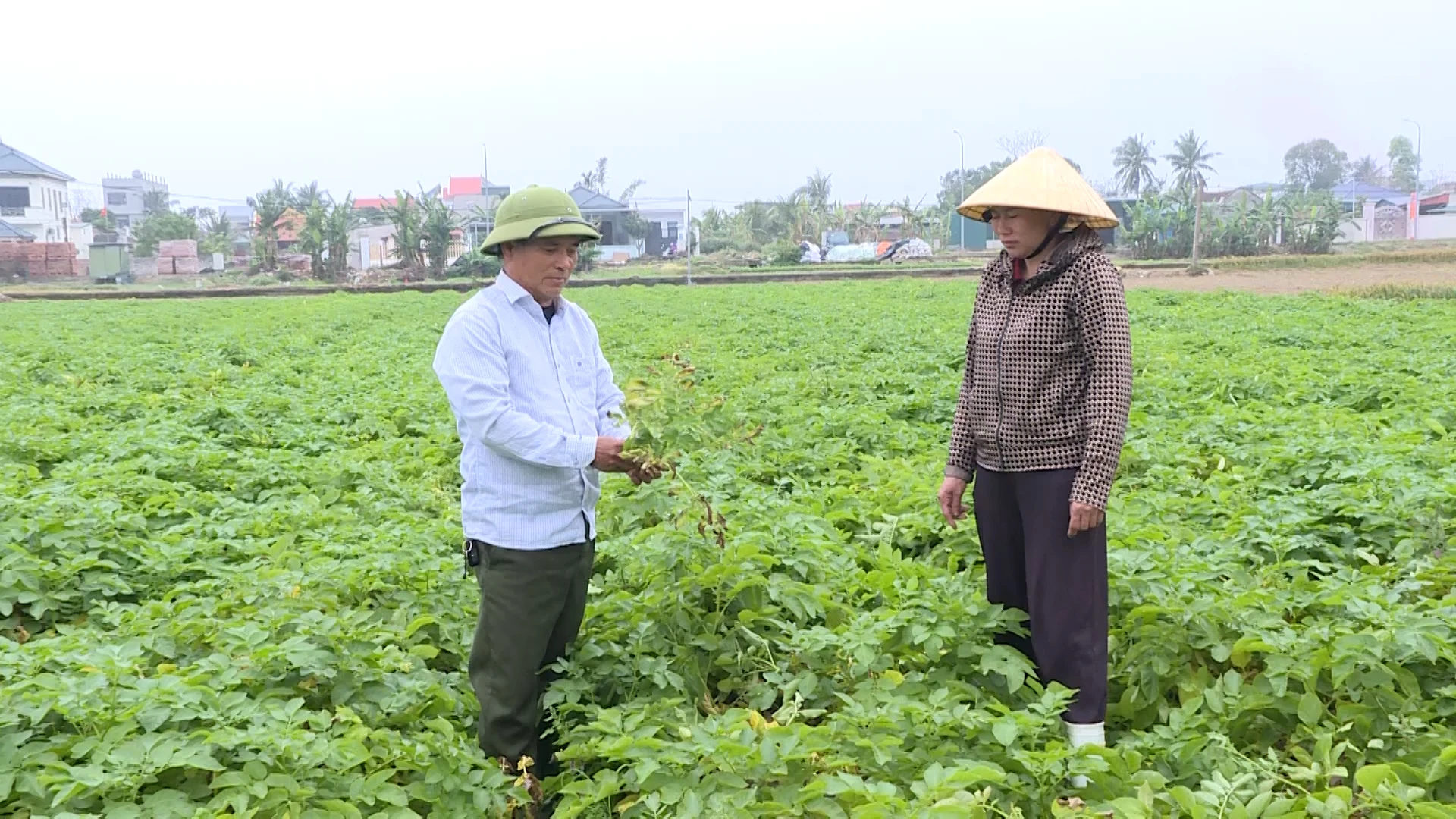 “Ông Kim khoai tây” và hành trình làm giàu từ đồng đất quê hương