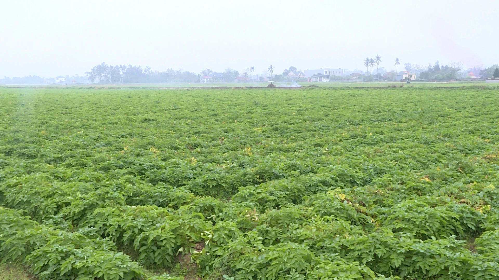 “Ông Kim khoai tây” và hành trình làm giàu từ đồng đất quê hương