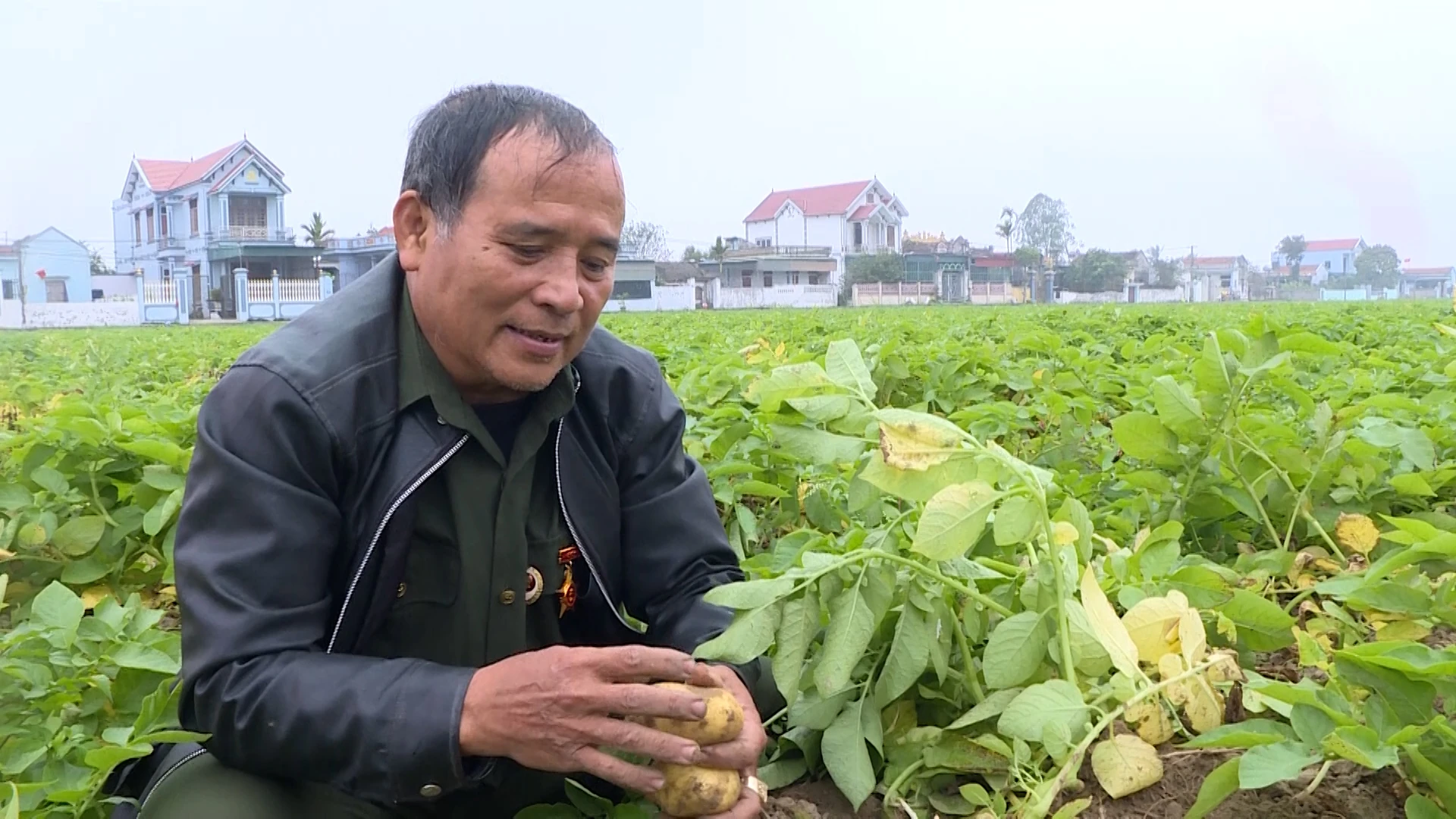 “Ông Kim khoai tây” và hành trình làm giàu từ đồng đất quê hương