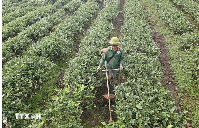 Nâng tầm thương hiệu chè Thái Nguyên gắn với du lịch và văn hóa trà