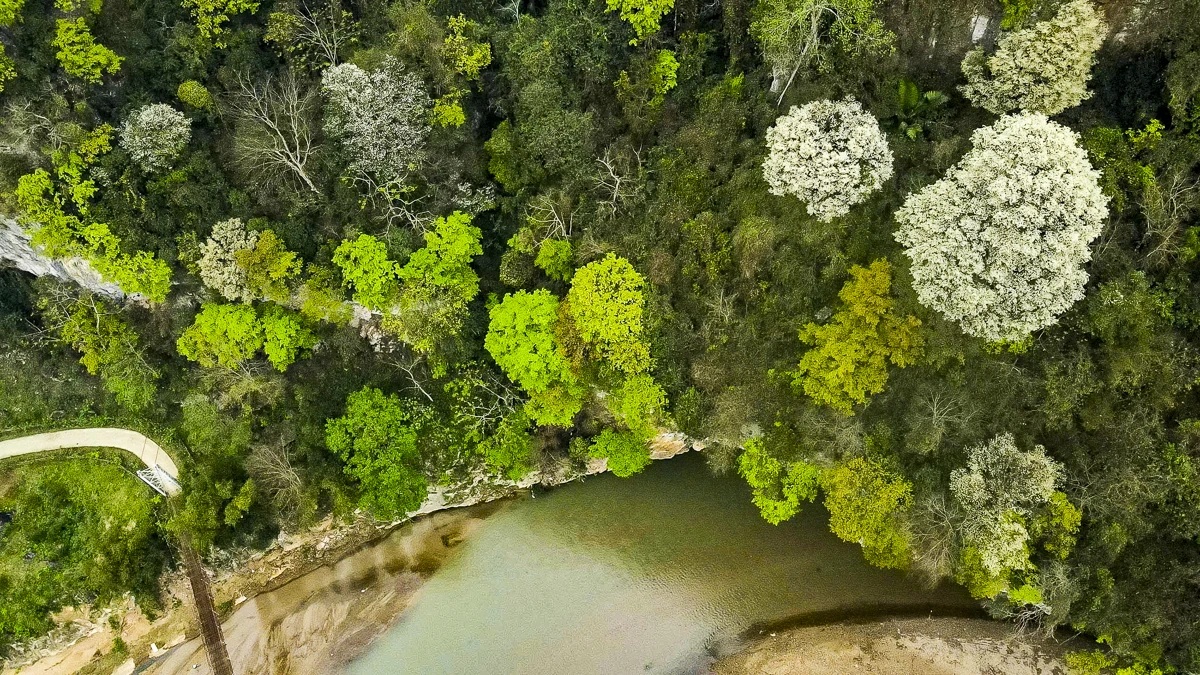 Đẹp như “tuyết trắng”, hoa thàn mát phủ kín núi rừng xứ Thanh