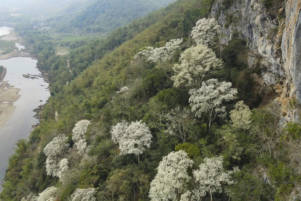 Đẹp như “tuyết trắng”, hoa thàn mát phủ kín núi rừng xứ Thanh