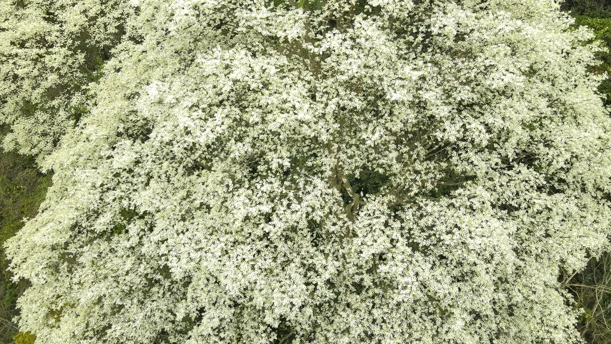 Đẹp như “tuyết trắng”, hoa thàn mát phủ kín núi rừng xứ Thanh